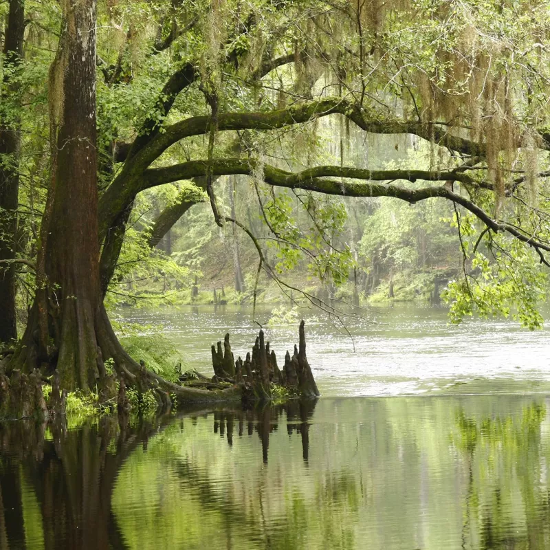 Highlands Hammock State Park
