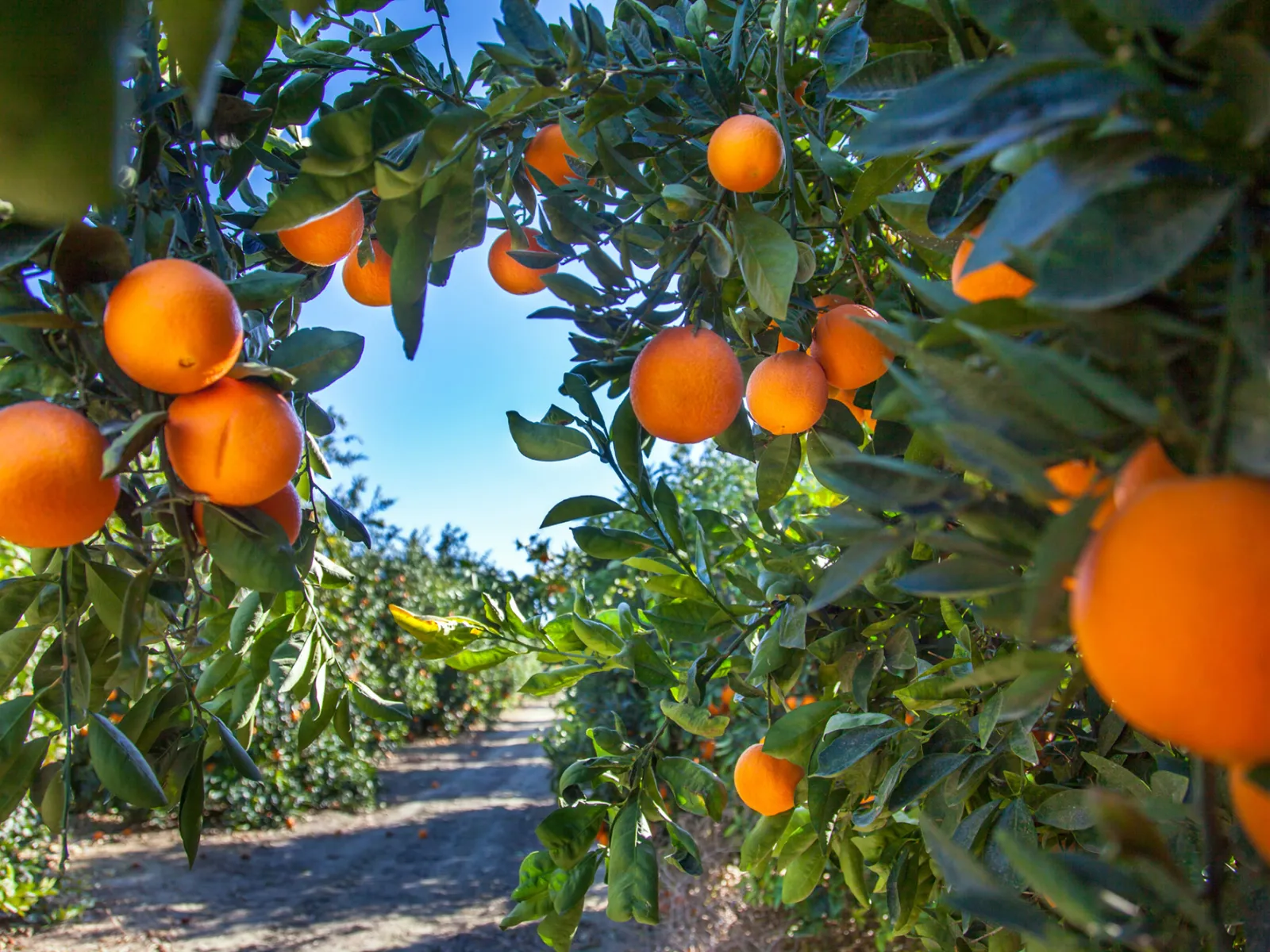 An Orange Grove